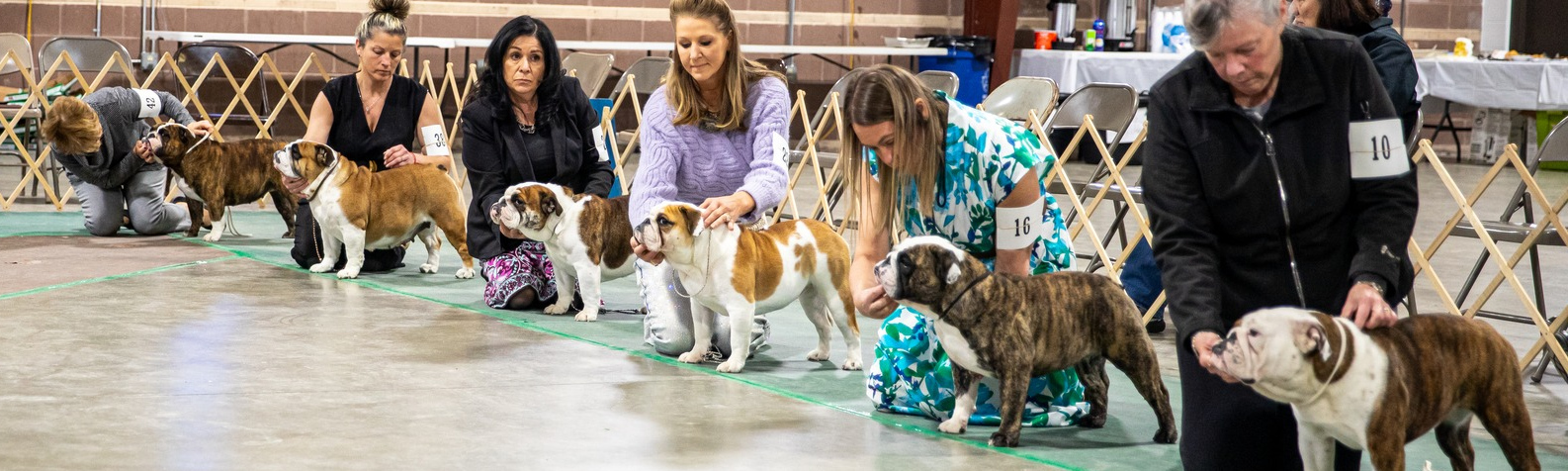 2026 Mid-Atlantic Spring Bulldog Specialty Show